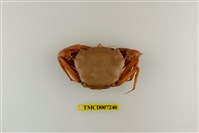 藏品(休氏聲蟹)的圖片